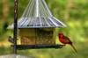 male northern cardinal 北美紅雀 Cardinalis cardinalis