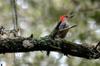 next photo: Red bellied woodpecker (Melanerpes carolinus)