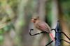 next photo: female northern cardinal 北美紅雀 Cardinalis cardinalis