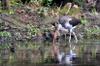 next photo: immature glossy ibis