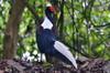 Swinhoe's pheasant 藍腹鷴 (lán fù xián) Lophura swinhoii