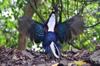 Swinhoe's pheasant 藍腹鷴 (lán fù xián) Lophura swinhoii