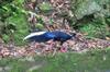 next photo: Swinhoe's pheasant 藍腹鷴 (lán fù xián) Lophura swinhoii