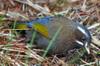 White-whiskered laughingthrush, Formosan laughing thrush 臺灣噪眉 (tái wān zào méi) Trochalopteron morrisonianum