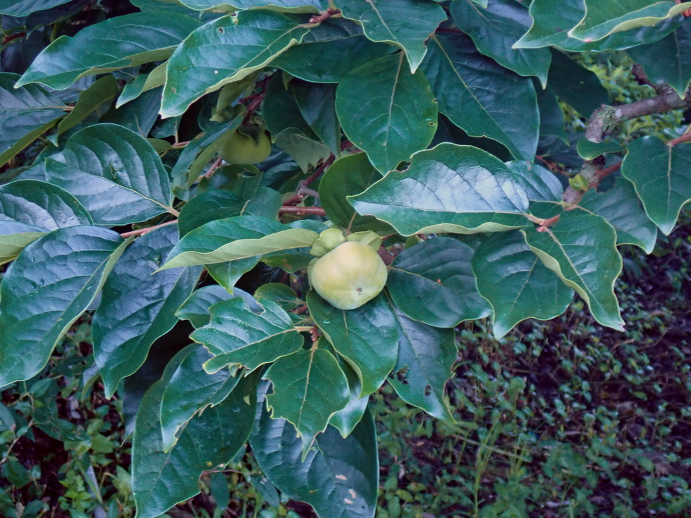 Badaxiu P6300042