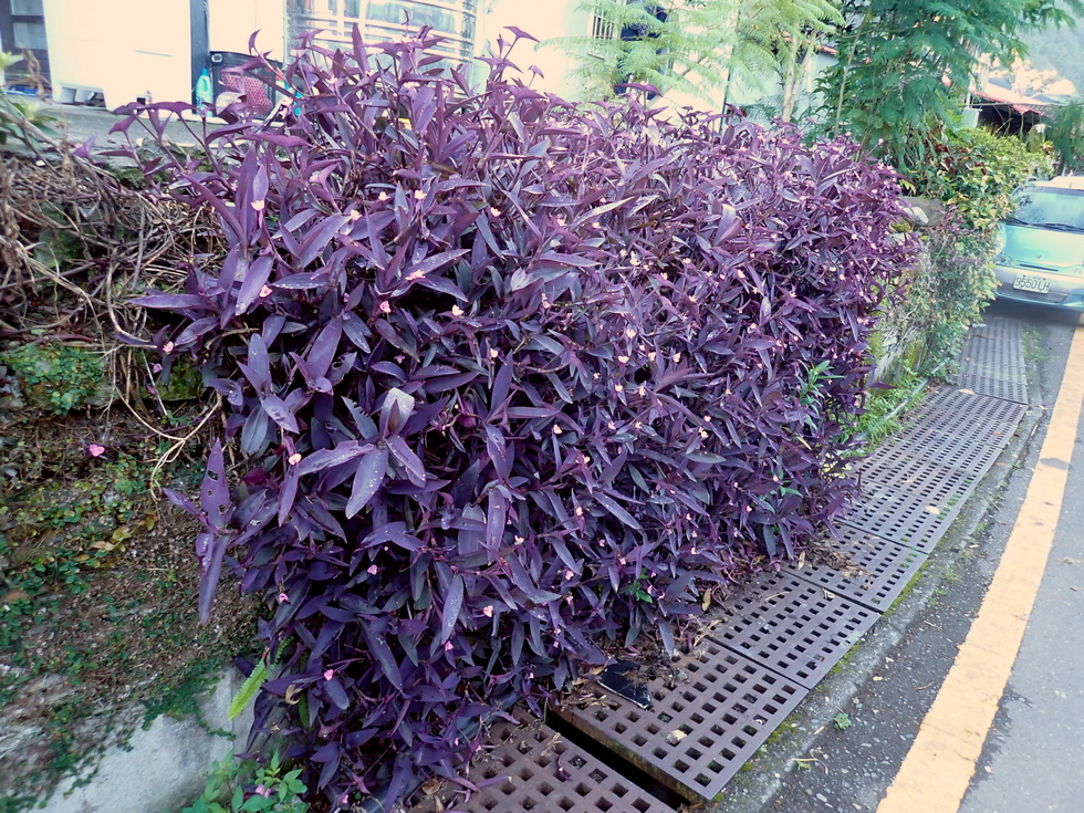 Badaxiu P6300046
