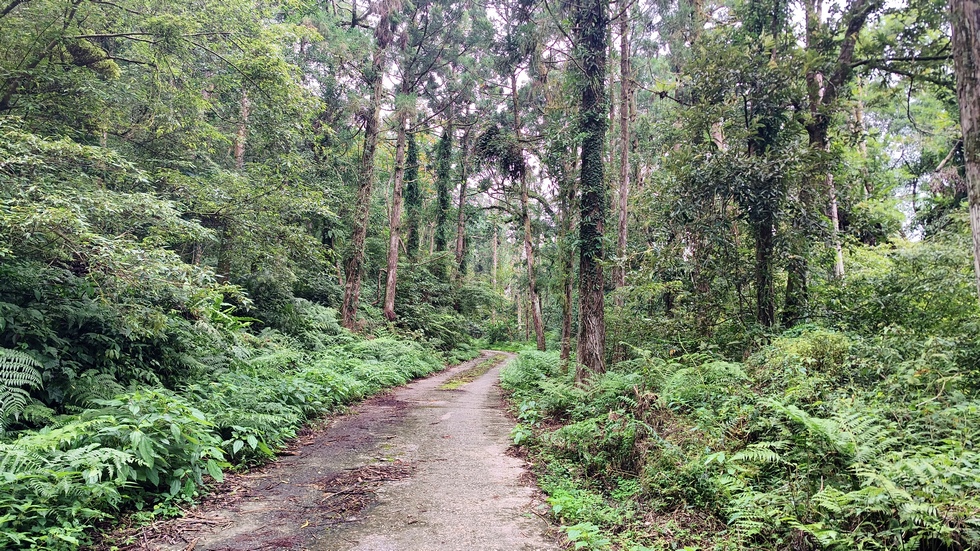 西林林道 Xilin Forest Road IMG_20251108_151522_283
