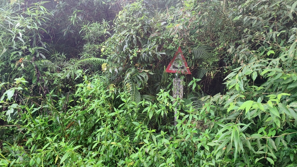 西林林道 Xilin Forest Road IMG_20251108_162448_063