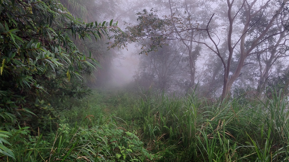 西林林道 Xilin Forest Road IMG_20251108_163033_396